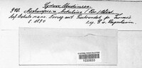Melampsoridium betulinum image